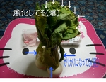 はっぱ.jpg