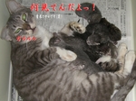 ガルルル(笑).jpg
