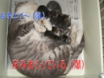 告なし(爆).jpg