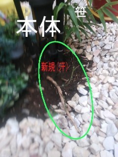 4379437.jpg