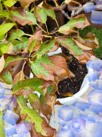 rgi45iog500001.jpg